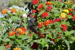 b8270045